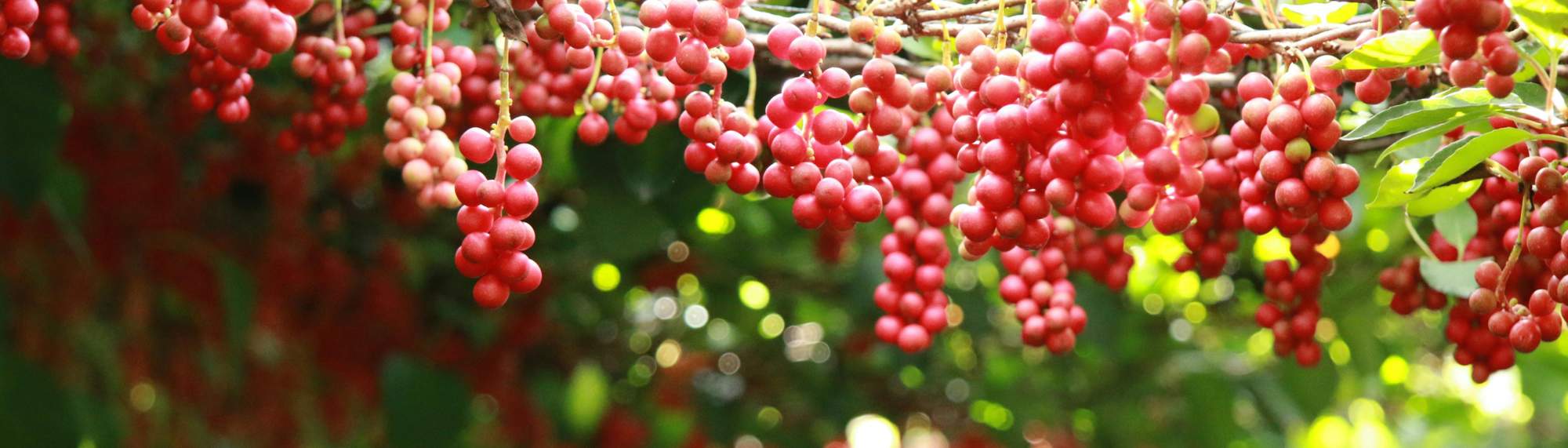 Bitter is Beautiful: How Bitter Herbs Can Transform Your Skin